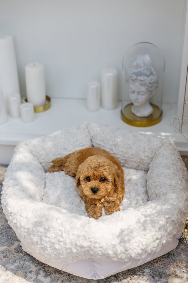 Oh Charlie Round Dog Bed Charlotte Dog Bed Oh Charlie Silver Circle Pets