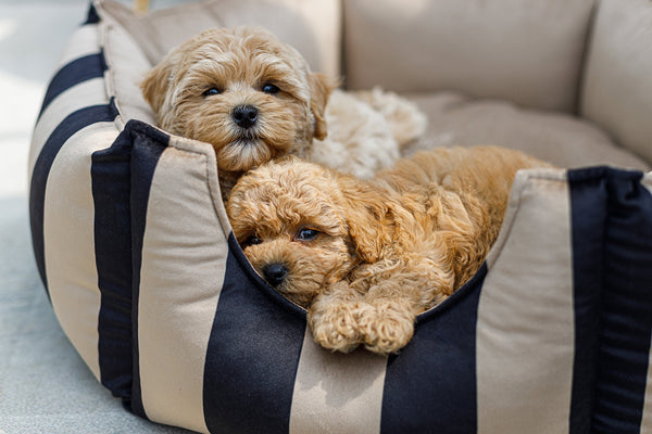 Oh Charlie Round Dog Bed Maison Dog Bed Oh Charlie Silver Circle Pets