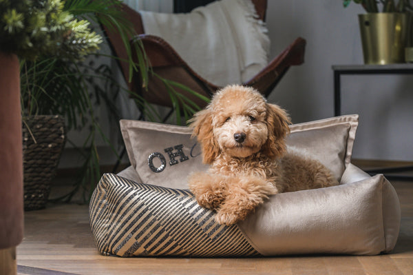 Oh Charlie Square Dog Bed Devine Dog Bed Oh Charlie Silver Circle Pets
