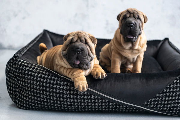 Oh Charlie Square Dog Bed Prestige Deluxe Dog Bed Oh Charlie Silver Circle Pets