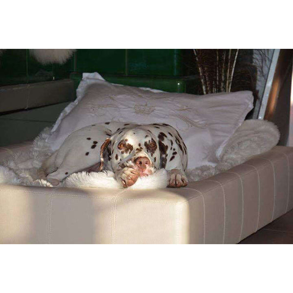 Pet Interiors Cube Faux Leather Dog Bed Dog Bed Pet Interiors Silver Circle Pets