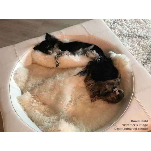 Pet Interiors Cube Genuine Leather Dog Bed Dog Bed Pet Interiors Silver Circle Pets