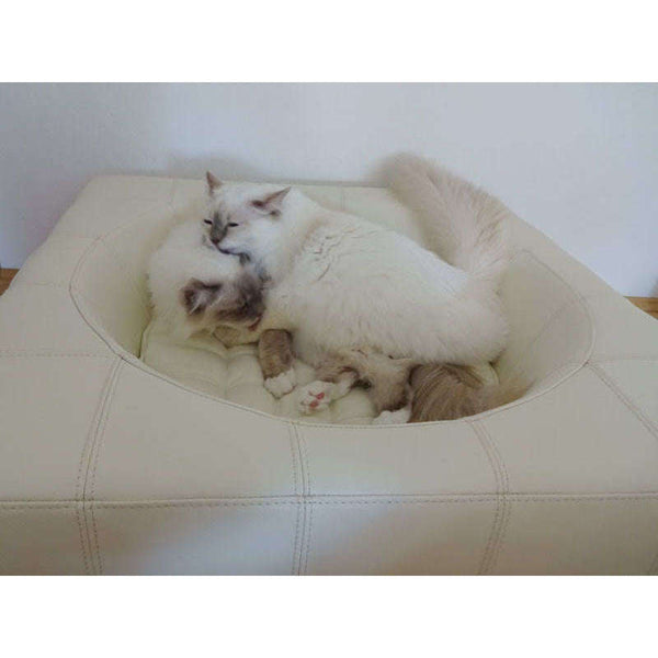 Pet Interiors Cube Genuine Leather Dog Bed Dog Bed Pet Interiors Silver Circle Pets