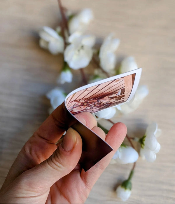 Silver Circle Pets Super Foods for Cats Fridge Magnet | Free Delivery