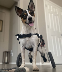 Walkin Wheels® SMALL Rear Dog Wheelchair (3.5 - 11kg)