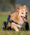 Walkin Wheels® SMALL Rear Dog Wheelchair (3.5 - 11kg)