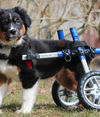 Walkin Wheels® SMALL Rear Dog Wheelchair (3.5 - 11kg)