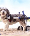 Walkin Wheels® SMALL Rear Dog Wheelchair (3.5 - 11kg)
