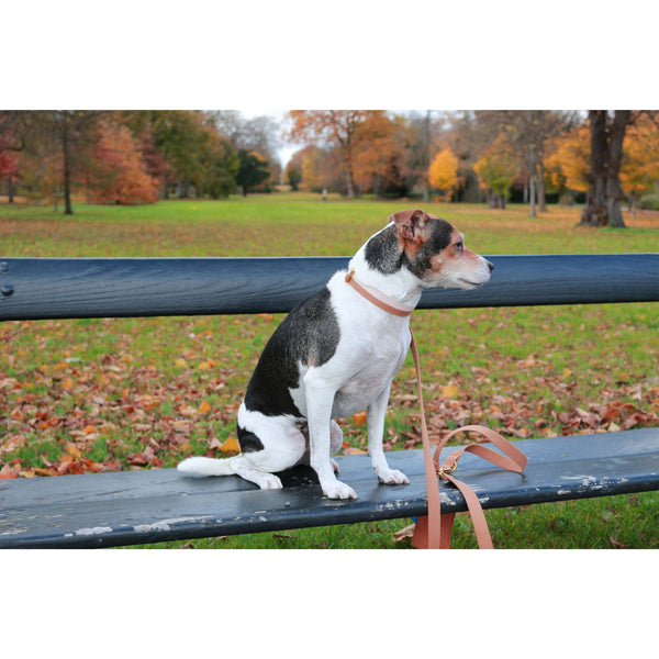 Tadazhi Classic Dog Collar Collar tadazhi Silver Circle Pets