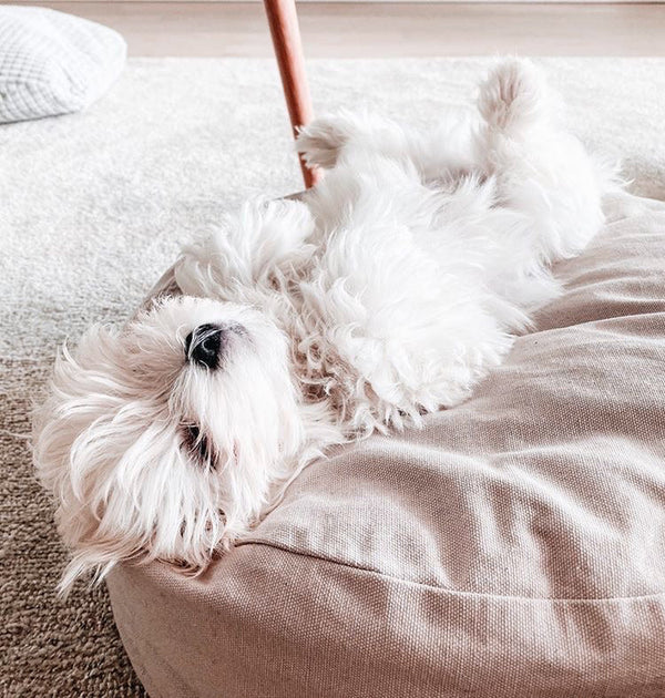 Tadazhi Poespas Dog Bed Dog Bed tadazhi Silver Circle Pets