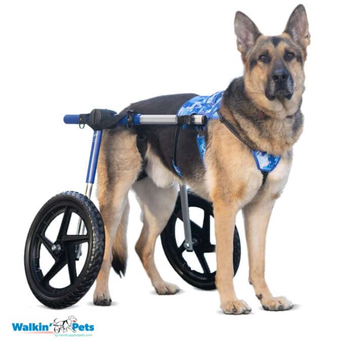 Walkin Wheels® Buddy Up Front Harness Silver Circle Pets