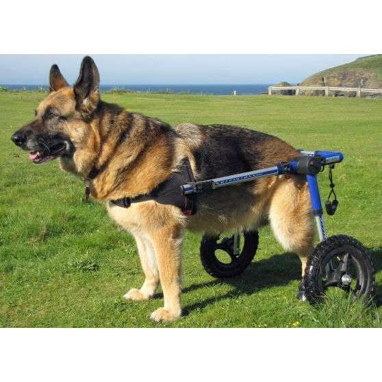 Walkin Wheels® LARGE Rear Dog Wheelchair Dog Wheel Chair Walkin Wheels Silver Circle Pets