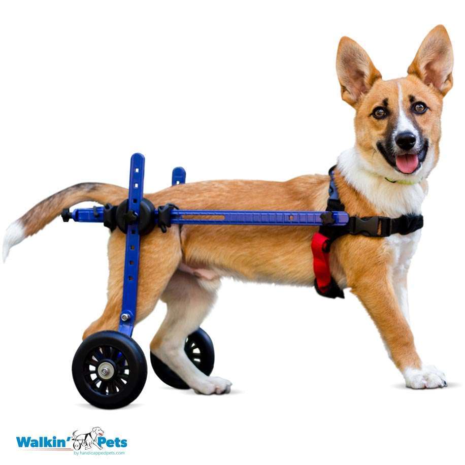 Walkin Wheels MINI Rear Dog Wheelchair Silver Circle Pets