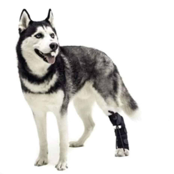 Walkin Wheels® - Rear No-Knuckling Training Sock Dog Boots Walkin Wheels Silver Circle Pets