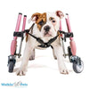 Walkin Wheels® SMALL Front Wheels Attachment Dog Wheelchairs Walkin Wheels Silver Circle Pets