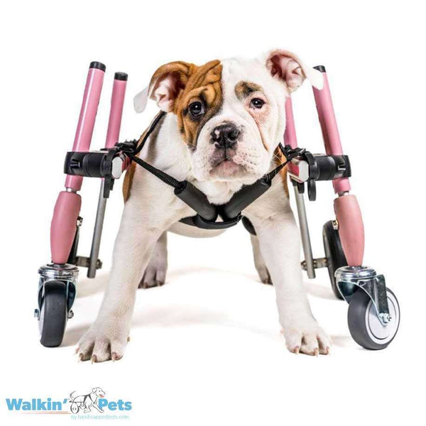 Walkin Wheels® SMALL Front Wheels Attachment Dog Wheelchairs Walkin Wheels Silver Circle Pets