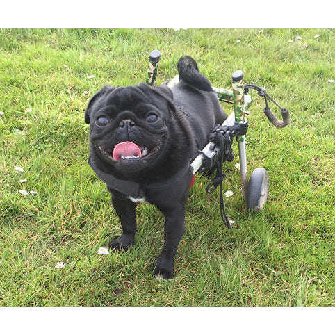 Walkin Wheels® SMALL Rear Dog Wheelchair Dog Wheelchairs Walkin Wheels Silver Circle Pets