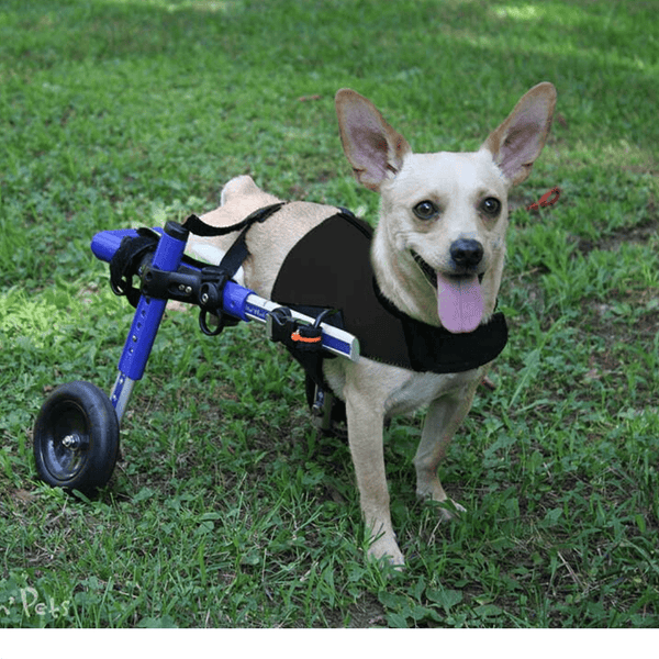Walkin’ Wheels - Amputee Dog Leg Ring Cover Dog Amputee Cover Walkin Wheels Silver Circle Pets