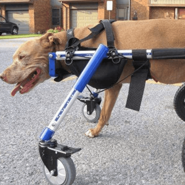 Walkin’ Wheels - Amputee Dog Leg Ring Cover Dog Amputee Cover Walkin Wheels Silver Circle Pets