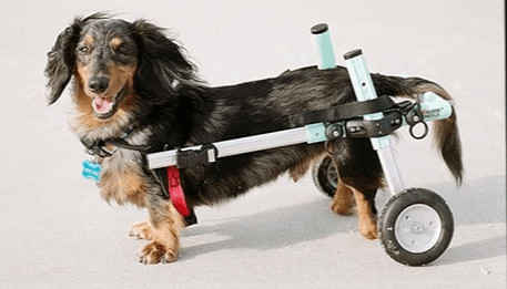 Walkin’ Wheels DACHSHUND Wheelchair Dog Wheel Chair Walkin Wheels Silver Circle Pets