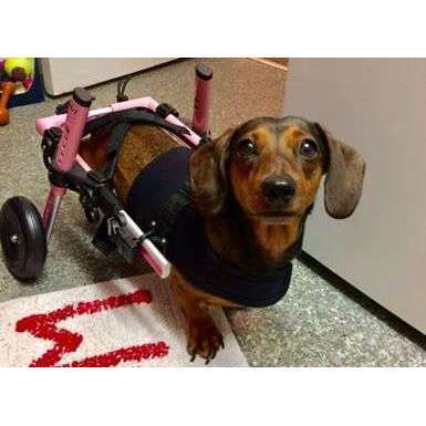 Walkin’ Wheels DACHSHUND Wheelchair Dog Wheel Chair Walkin Wheels Silver Circle Pets