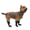 Walkin’ Wheels - Dog Boots Dog Boots Walkin Wheels Silver Circle Pets