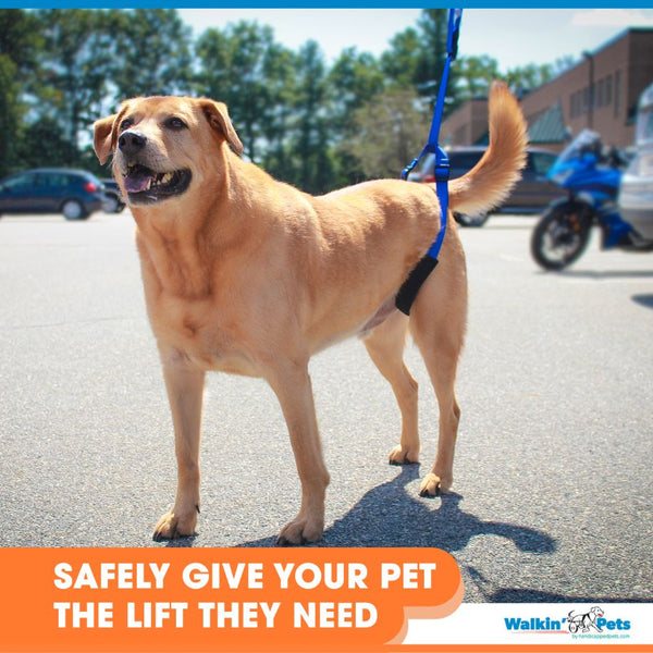 Walkin’ Wheels - Up-n-Go Leash Dog Harness Walkin Wheels Silver Circle Pets