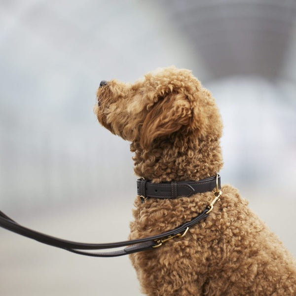 William Walker Dog Leash Earth Pet Leashes William Walker Silver Circle Pets