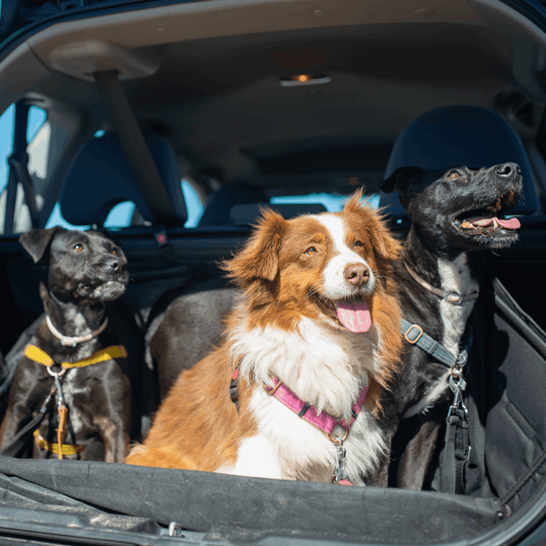 Baker & Bray Dog Travel Blanket / Car Blanket-Dog Blanket-Baker & Bray- Silver Circle Pets
