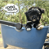 Basil Buddy MIK Dog Bike Basket-Pet Accessories-Basil- Silver Circle Pets