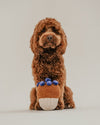 By Teddy Blueberry Muffin Dog Toy-Dog Toy-By Teddy- Silver Circle Pets