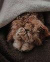 By Teddy The Bouclé Blanket-Dog Blanket-By Teddy- Silver Circle Pets