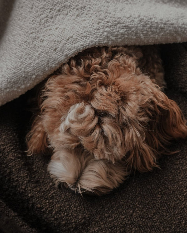By Teddy The Bouclé Blanket-Dog Blanket-By Teddy- Silver Circle Pets