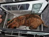 Doggy Tourer Beethoven XL Dog Bike Trailer-Dog Bike Trailer-Doggy Tourer- Silver Circle Pets