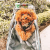 Petique Trailblazer Pet Stroller & Dog Bike Trailer incl. Free Rain Cover