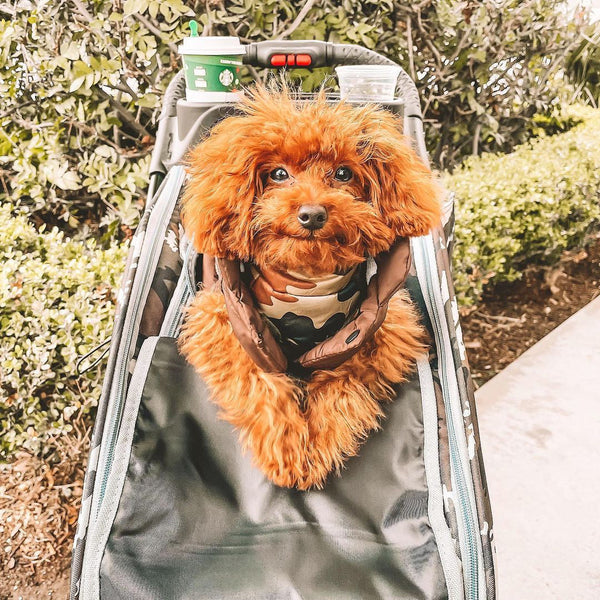 Petique Trailblazer Pet Stroller & Dog Bike Trailer incl. Free Rain Cover