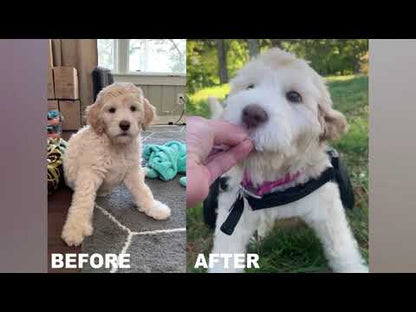 Walkin Wheels® SMALL Rear Dog Wheelchair (3.5 - 11kg)