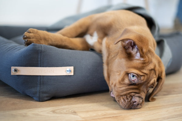 Labbvenn STOKKE Dog Bed-Dog Bed-Labbvenn- Silver Circle Pets