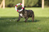 Laboni Ahoy Dog Toy Set-Dog Toys-Laboni- Silver Circle Pets
