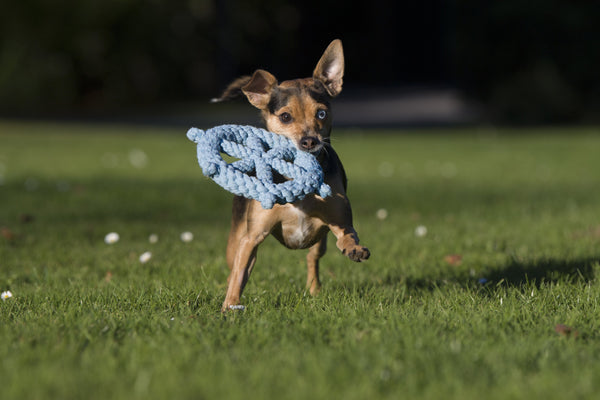 Laboni Ahoy Dog Toy Set-Dog Toys-Laboni- Silver Circle Pets