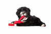 Laboni Little Ocean Dog Toy Set-Dog Toys-Laboni- Silver Circle Pets