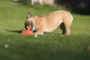 Laboni Little Ocean Dog Toy Set-Dog Toys-Laboni- Silver Circle Pets