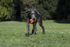 Laboni Little Ocean Dog Toy Set-Dog Toys-Laboni- Silver Circle Pets