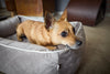 Laboni Orthopaedic Dog Bed Oxford-Dog Bed-Laboni- Silver Circle Pets