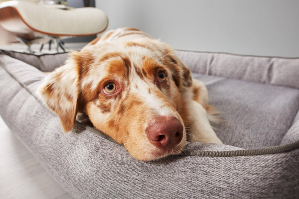 Laboni Orthopaedic Dog Bed Uno-Dog Bed-Laboni- Silver Circle Pets