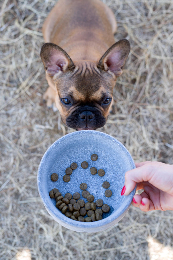 Laboni Soapstone Dog & Cat Bowl Rocky-Pet Bowls, Feeders & Waterers-Laboni- Silver Circle Pets