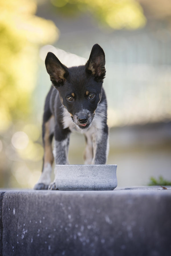 Laboni Soapstone Dog & Cat Bowl Rocky-Pet Bowls, Feeders & Waterers-Laboni- Silver Circle Pets