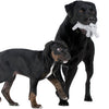 Laboni Summer Safari Dog Toy Set-Dog Toys-Laboni- Silver Circle Pets