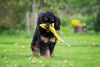 Laboni Summer Safari Dog Toy Set-Dog Toys-Laboni- Silver Circle Pets