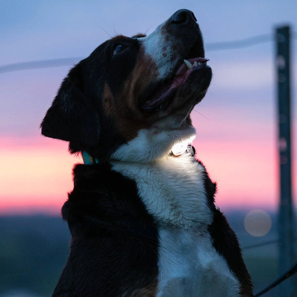 Max & Molly Matrix 2.0 Ultra LED Dog Collar Safety Light | USB-C Rechargeable-Pet Accessories-Max & Molly- Silver Circle Pets